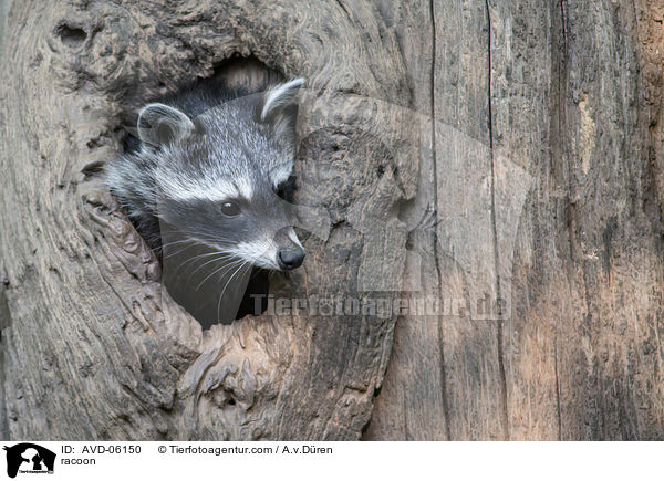 racoon / AVD-06150