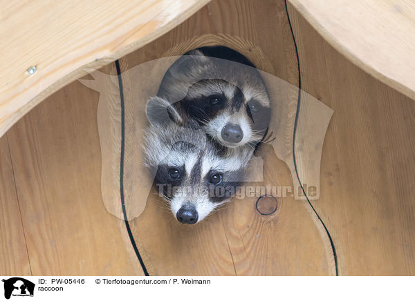 raccoon / PW-05446