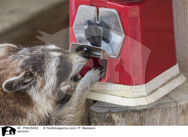 Waschbr / raccoon / PW-05452