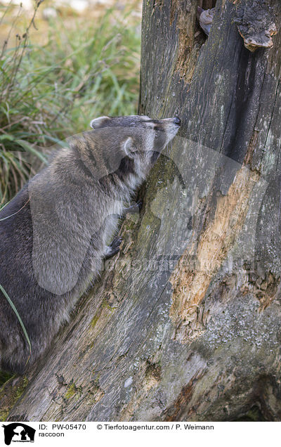 Waschbr / raccoon / PW-05470