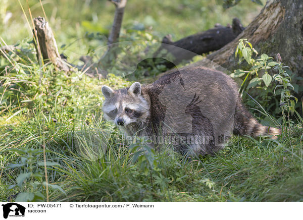 raccoon / PW-05471