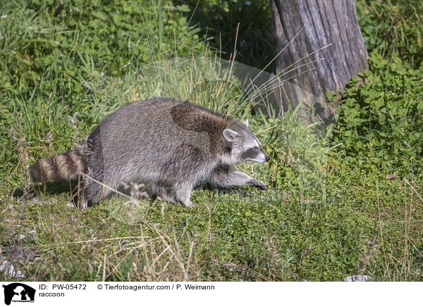 raccoon / PW-05472