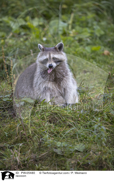 Waschbr / raccoon / PW-05480