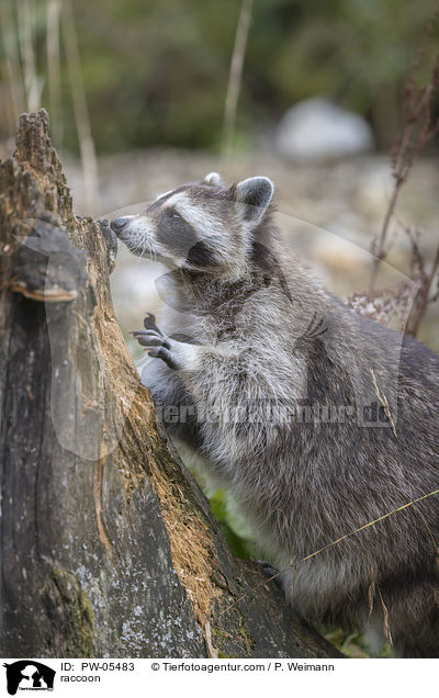 raccoon / PW-05483