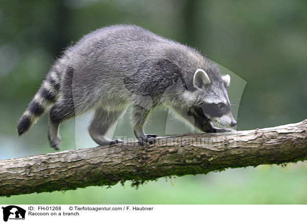 Raccoon on a branch / FH-01268