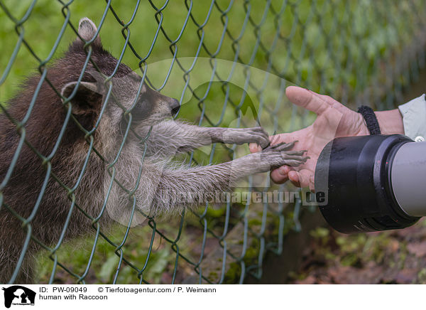 Mensch mit Waschbr / human with Raccoon / PW-09049