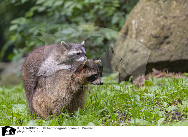 playing Raccoons / PW-09052