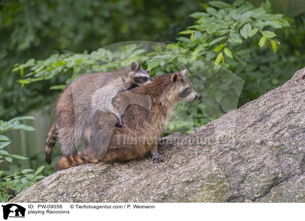 playing Raccoons / PW-09056