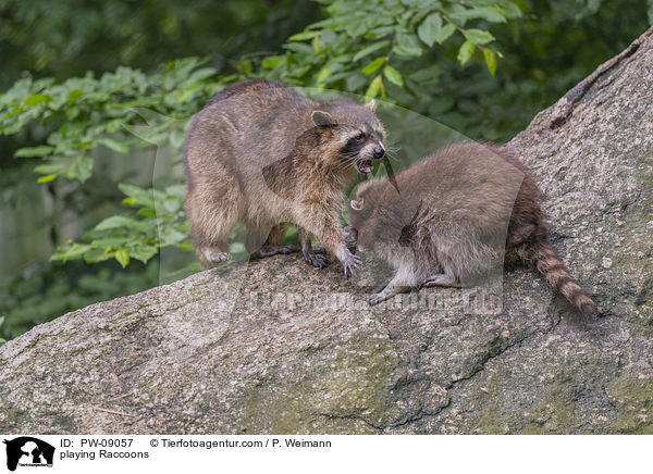 spielende Waschbren / playing Raccoons / PW-09057