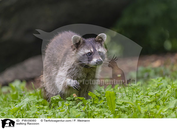 laufender Waschbr / walking Raccoon / PW-09060