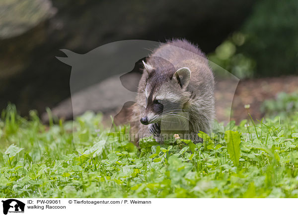 laufender Waschbr / walking Raccoon / PW-09061
