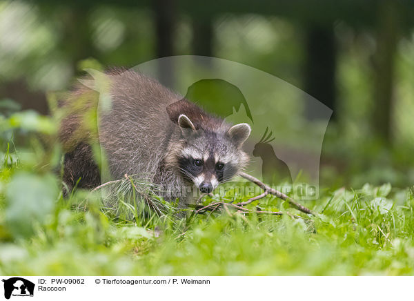 Raccoon / PW-09062