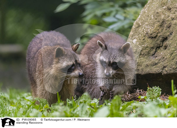 stehende Waschbren / standing Raccoons / PW-09065