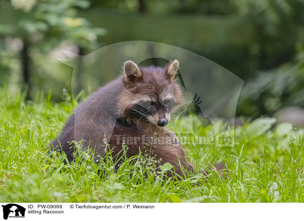 sitting Raccoon / PW-09068