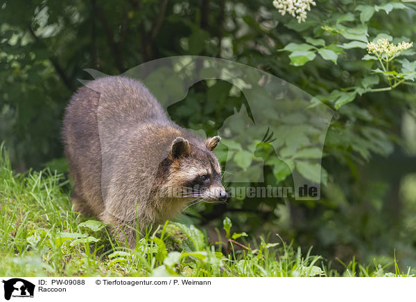 Raccoon / PW-09088