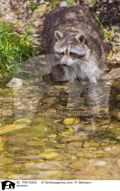 Waschbr / raccoon / PW-10293
