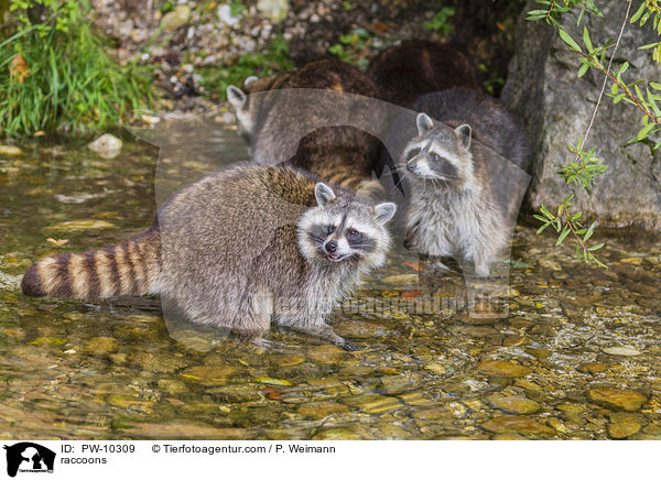 Waschbren / raccoons / PW-10309