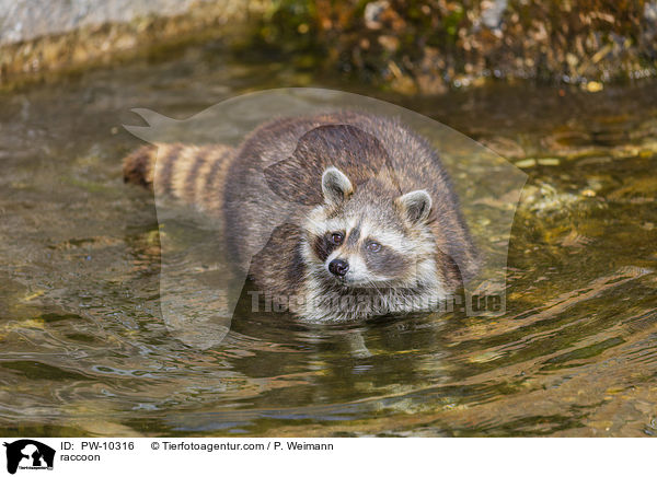 Waschbr / raccoon / PW-10316
