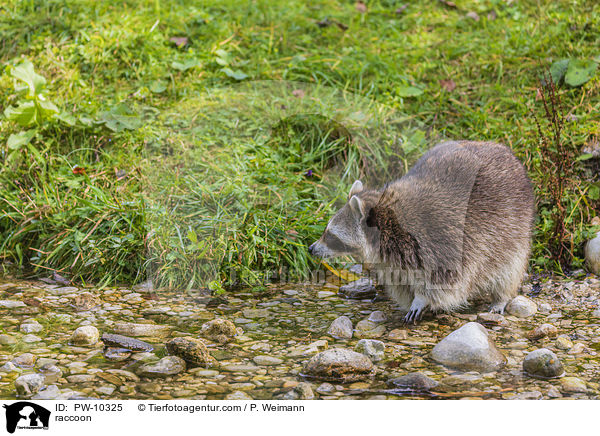 Waschbr / raccoon / PW-10325