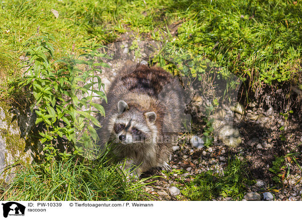 Waschbr / raccoon / PW-10339