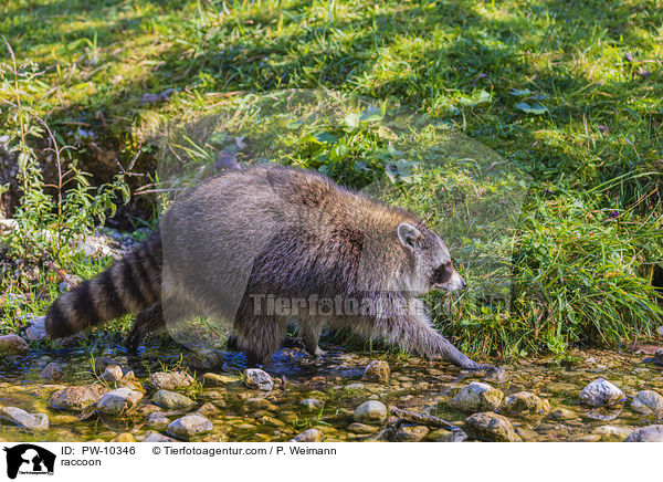 Waschbr / raccoon / PW-10346