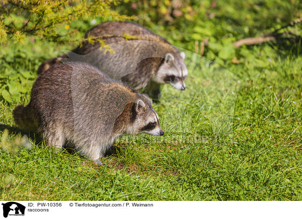 Waschbren / raccoons / PW-10356