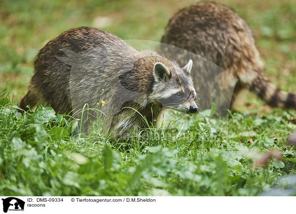 Waschbren / racoons / DMS-09334