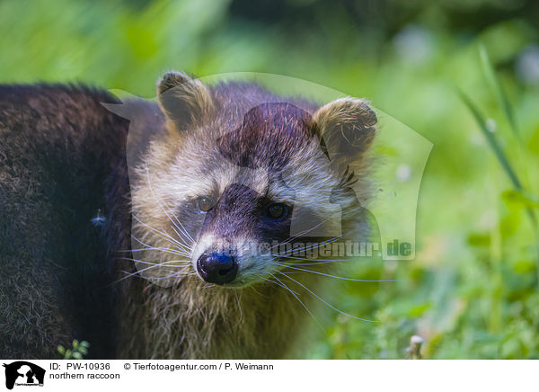 Waschbr / northern raccoon / PW-10936
