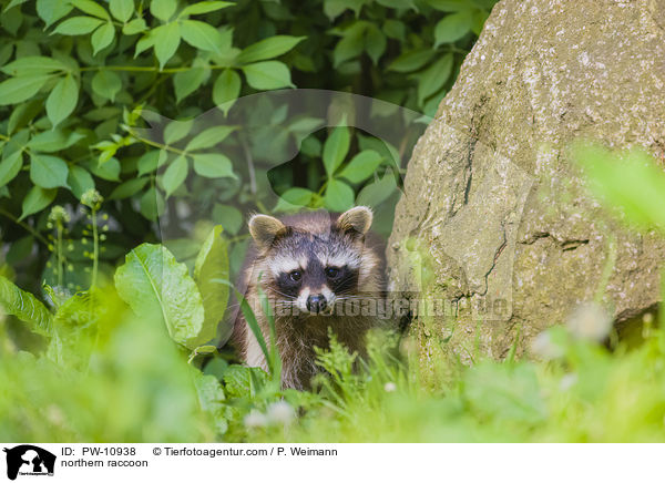 Waschbr / northern raccoon / PW-10938