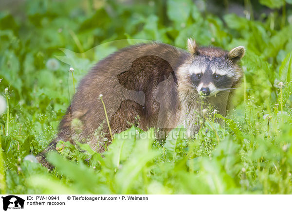 northern raccoon / PW-10941