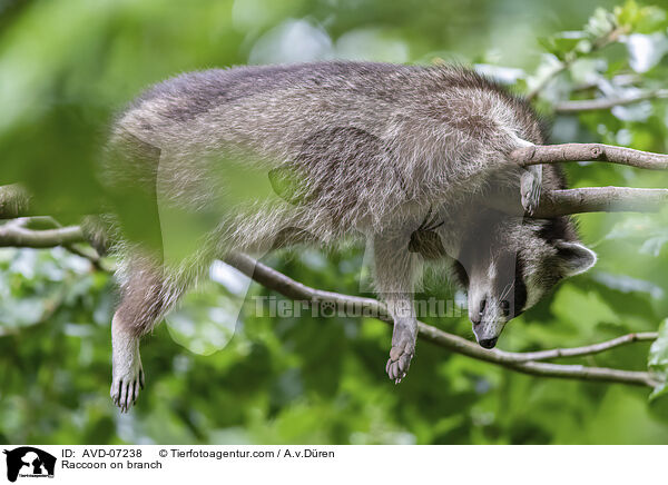 Waschbr auf Ast / Raccoon on branch / AVD-07238