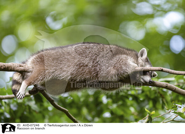 Raccoon on branch / AVD-07246