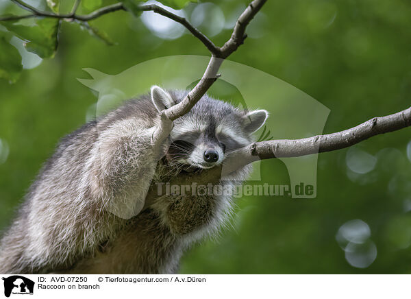 Raccoon on branch / AVD-07250