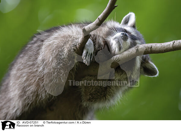 Waschbr auf Ast / Raccoon on branch / AVD-07251