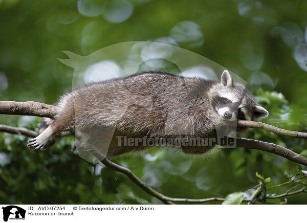 Waschbr auf Ast / Raccoon on branch / AVD-07254