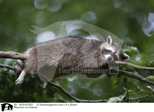 Raccoon on branch / AVD-07255