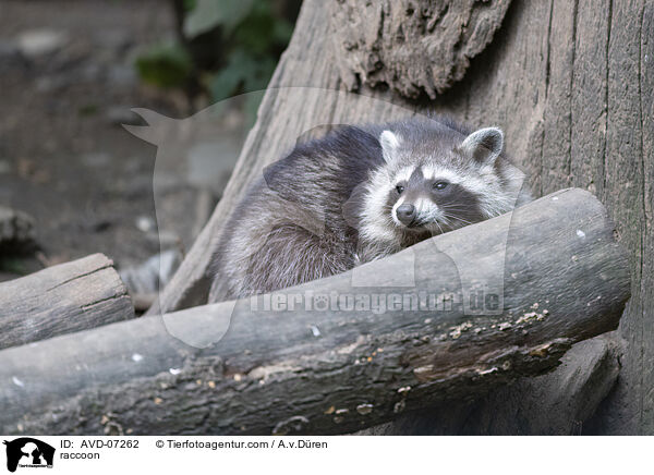 raccoon / AVD-07262