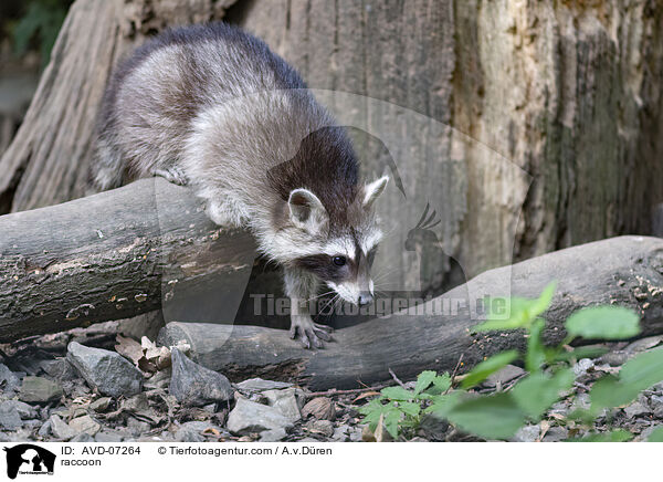 Waschbr / raccoon / AVD-07264