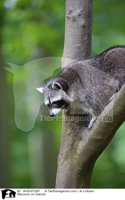 Waschbr auf Ast / Raccoon on branch / AVD-07267