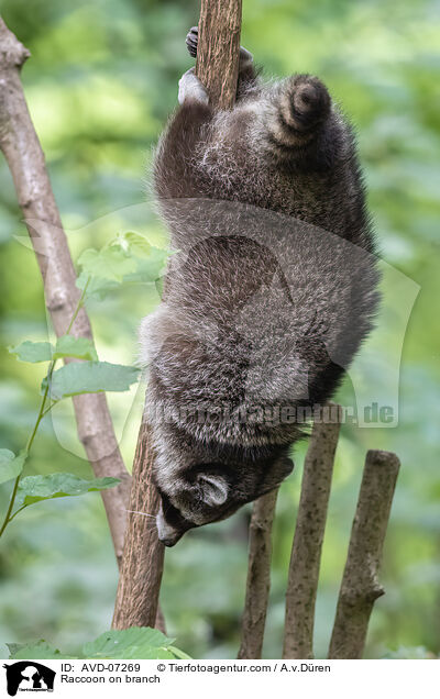 Waschbr auf Ast / Raccoon on branch / AVD-07269