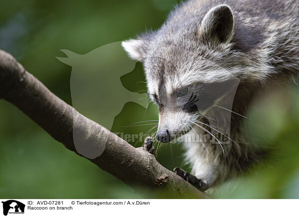 Raccoon on branch / AVD-07281