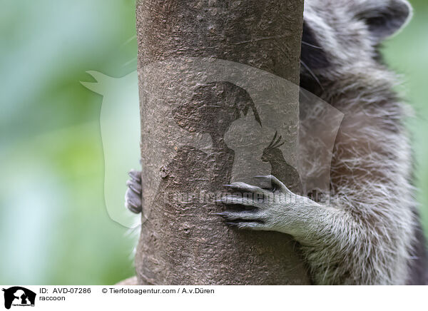 raccoon / AVD-07286