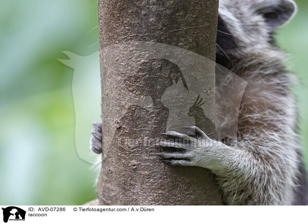 Waschbr / raccoon / AVD-07286