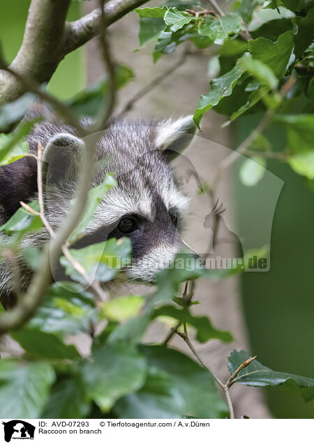 Raccoon on branch / AVD-07293