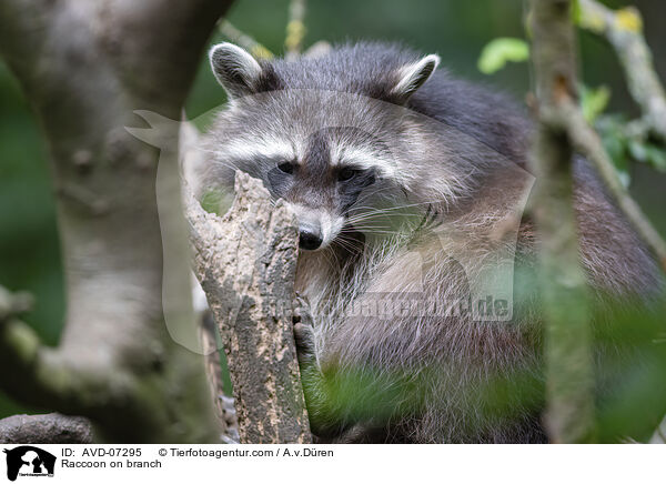 Raccoon on branch / AVD-07295