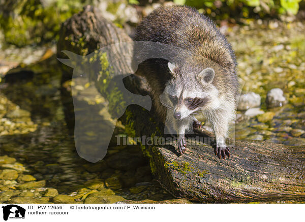 Waschbr / northern raccoon / PW-12656