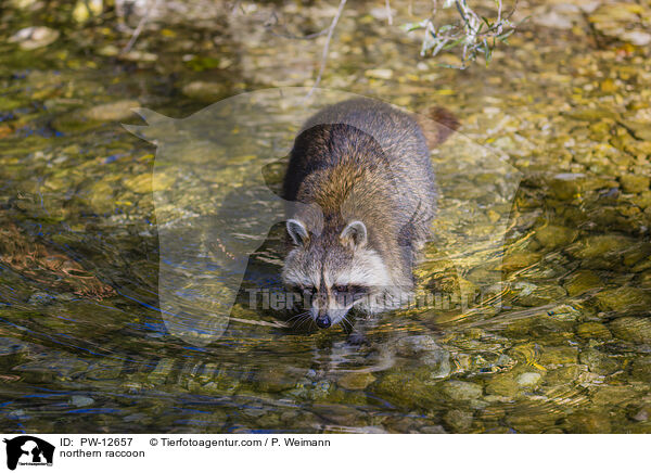 Waschbr / northern raccoon / PW-12657