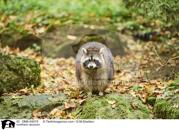 Waschbr / northern raccoon / DMS-09575