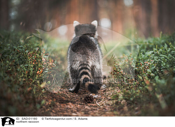 Waschbr / northern raccoon / SAD-01160
