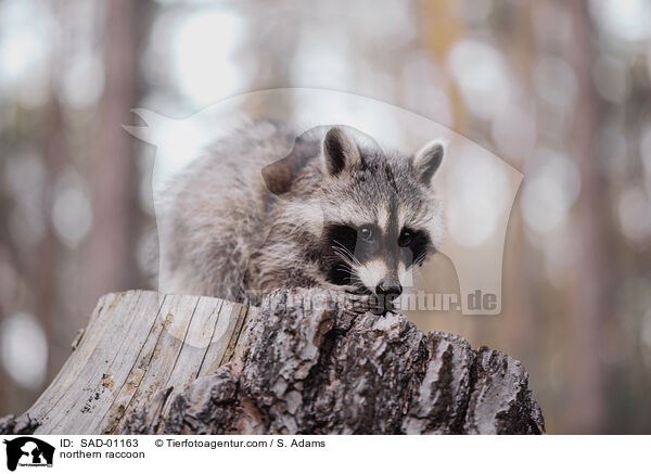 Waschbr / northern raccoon / SAD-01163